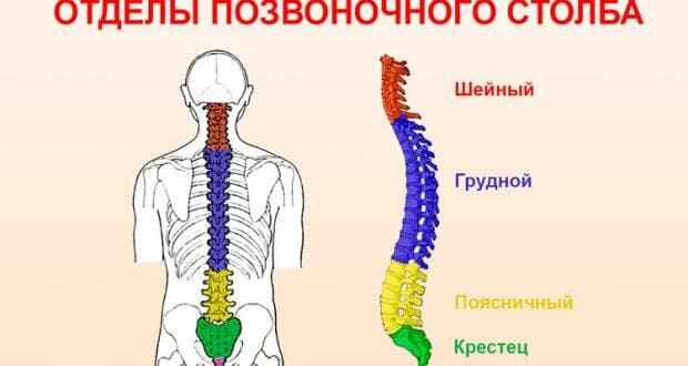 отделы позвоночника